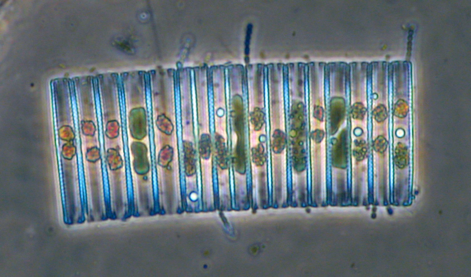 Microalgas (diatomeas)